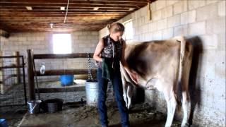 How to Milk a Cow