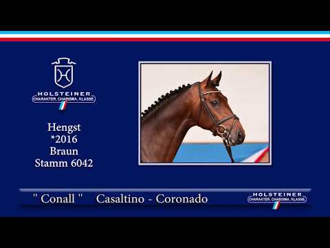 Holsteiner Elite-Reitpferdeauktion 2019 | Nr. 112 - Conall v. Casaltino-Coronado