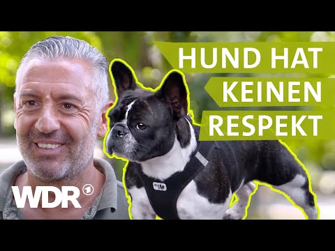 Hundebegegnungen entspannt gestalten | Hunde verstehen | S03/E04 | WDR