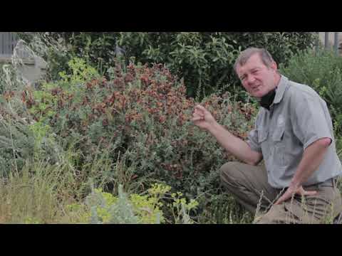 7 Birdathon: Marvels of Nature