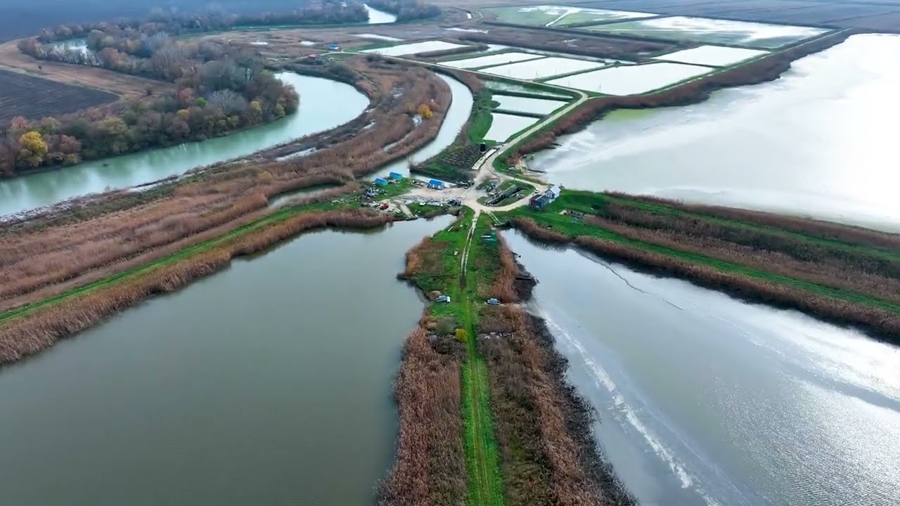 Живой карп, толстолобик, амур оптом в г. Славянск-на-Кубани