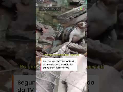 Sucuri de seis metros é flagrada enrolada em cachorra no interior de SP #shorts