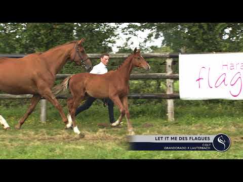 LET IT ME DES FLAGUES