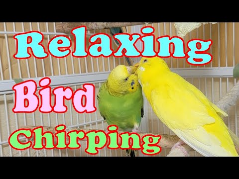 9 Hr Help Lonely Budgies Chirp, Nature Parakeets Bird Sound, Help Stressed lonely Birds Videos