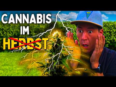 Cannabis - Save your harvest 😨 How to save your buds from mold!