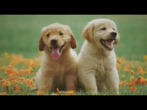 Funny Cat and Dog Videos Compilation and Animals videos # Best Cat  and Dog Videos#22 Funniest Cat #