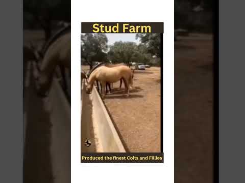 Stud Farm . #shorts #youtubeshortvideo #short #horse #pferde