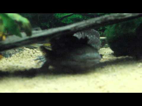 Axolotl schwimmt ;) swimming lotl