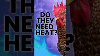 Do You Need to Heat a Chicken Coop? (WHY NOT)