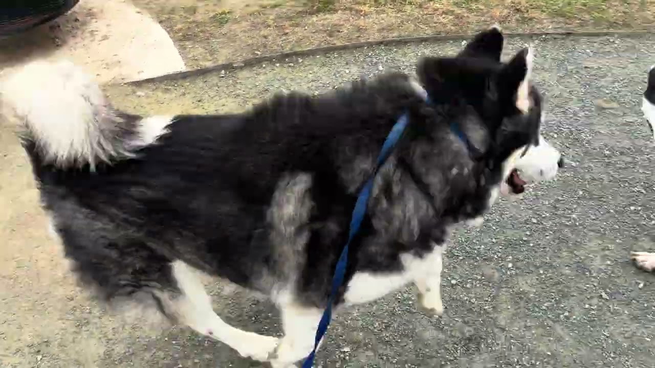 Enlarge NEPTUNE, a Adoptable Husky in Delano, CA video 5/5