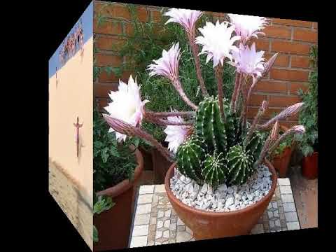 527-Mocidade cristã ide avante-Instrumental, Hinário Brados de Júbilo