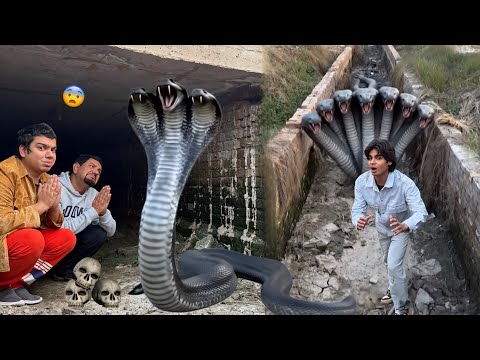 Big Snake Mamu Ko Pakar Kr Gofa Mein La Aya 😨