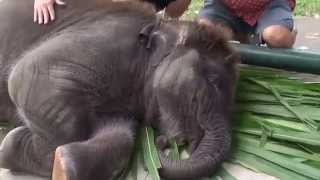 preview picture of video 'Elephant Safari Park & Lodge - Bali'