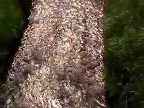 MAPELLO (BG) ITALY - CYBERTOPART (original documentary) by Fuego Astral