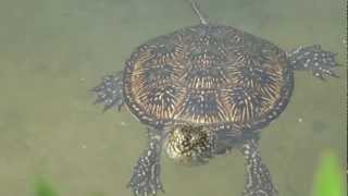 preview picture of video 'European Pond Turtle - Европейская болотная черепаха (Emys orbicularis)'