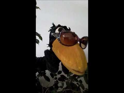 Corax spricht Sándor PetőfI