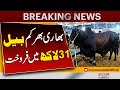 Sab Se Bara Janwar 31 Lakh Main Sale | Karachi Cattle Market | Eid ul Azha | Pakistan News