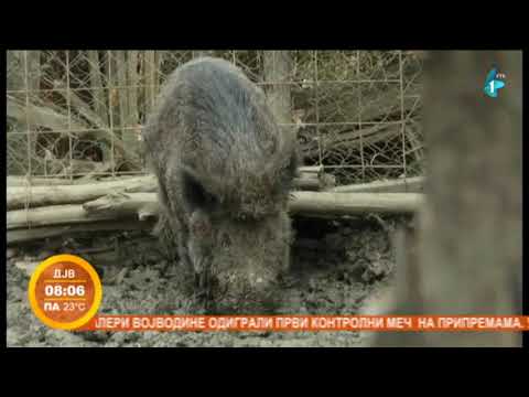 Divlji vepar Mićko kućni ljubimac porodice iz Čačka