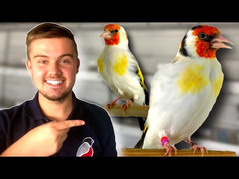 My *NEW* Siberian Goldfinches!