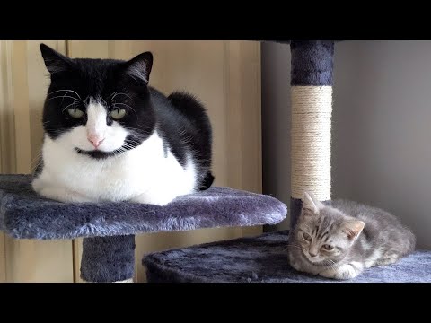 Double Cat Loaf