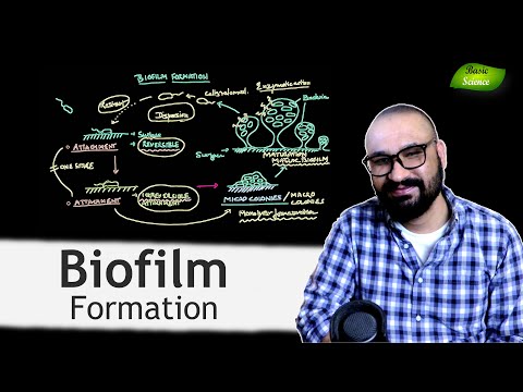Stages of Biofilm Formation | Microbiology Lectures | Bacterial Biofilms | Basic Science Series