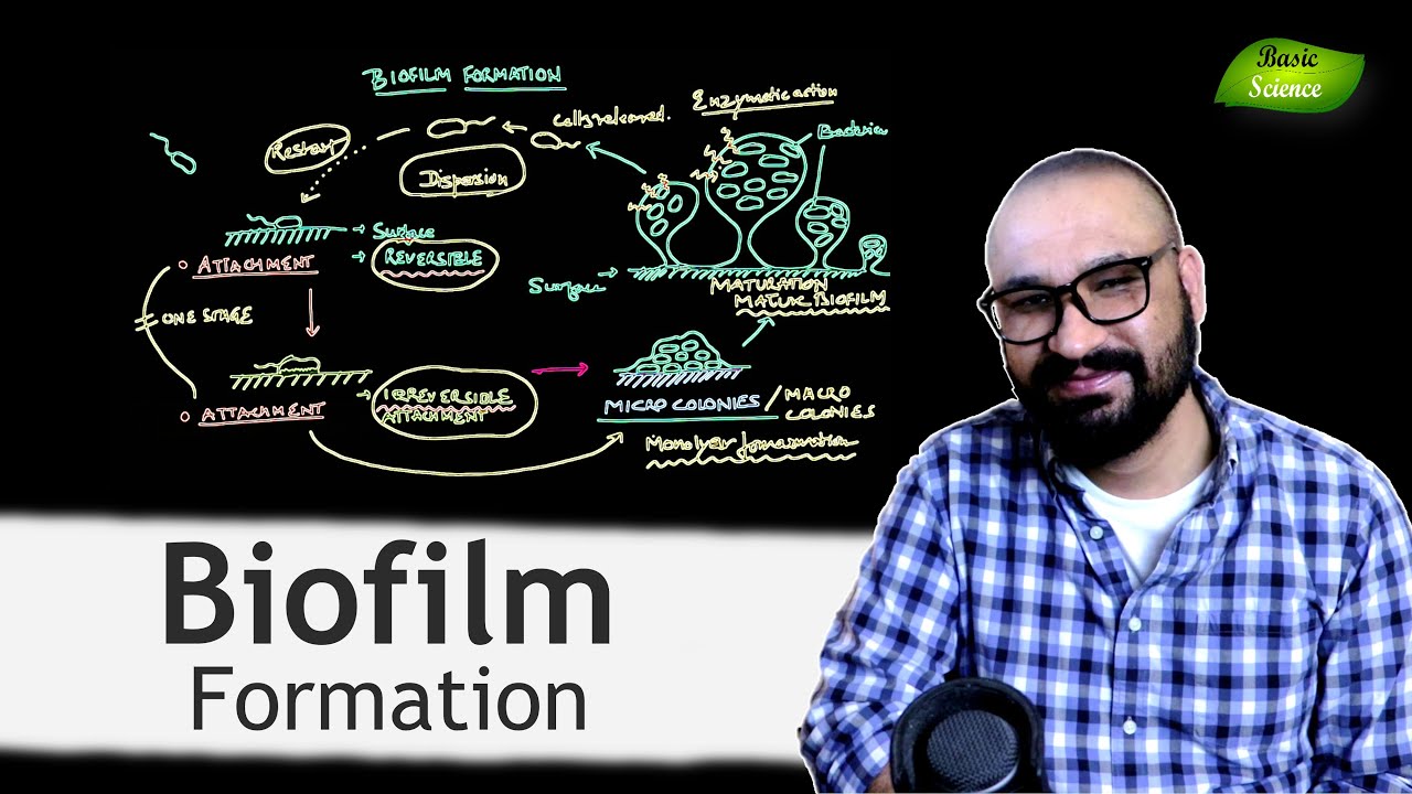 Stages of Biofilm Formation | Microbiology Lectures | Bacterial Biofilms | Basic Science Series