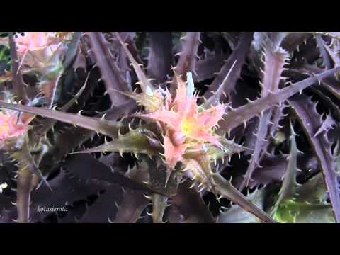 TOCCATA   Paul Mauriat