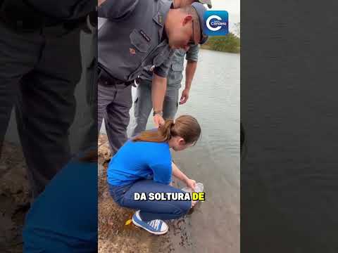 18 mil peixes no Rio Tietê 🐟🌊Bariri ganhou mais vida no Rio Tietê! 💙