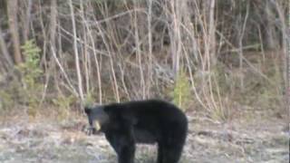preview picture of video 'Alaskan Black Bear Gakona'