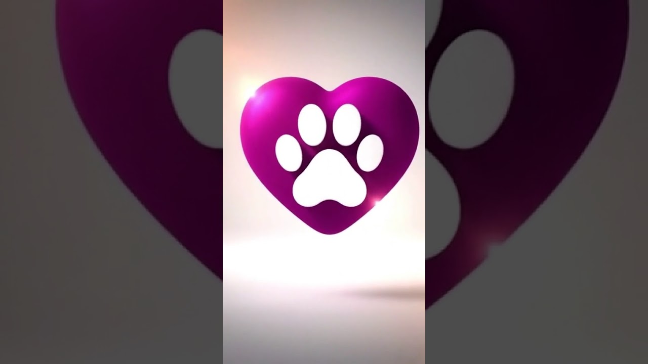 Cachorro raça Shitzu idade 3 anos nome Sem nome 