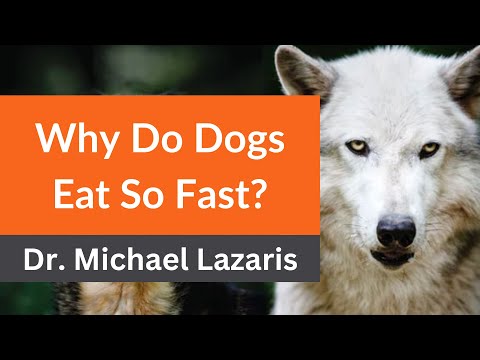 Dr. Lazaris Reveals: Why Do Dogs Eat So Fast?
