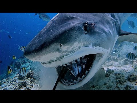Tiger Shark encounter best moments 2024 Fuvahmulah | Maldives #tigershark #fuvahmulah #divemaldives