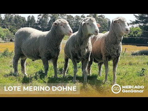 Lote de 3 carneros Merino Dohne