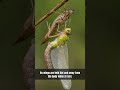 Dragonfly snatches mosquito, then crosses the ocean #animals #wildlife #nature