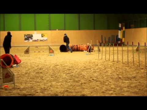 Agility   Lucka + Allegro 18.2.2015