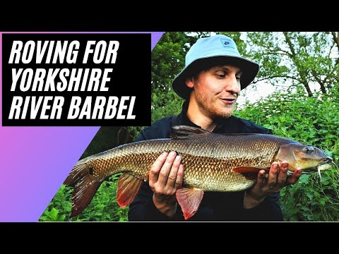 Roving on a Small River for Yorkshire Barbel