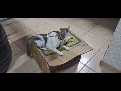 Mary Kate e Totora #cats #gatos #love