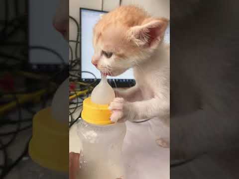 #kitten found milk feeding bottle