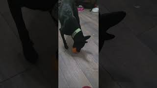 Video preview image #1 Mutt Puppy For Sale in Stevens Point, WI, USA