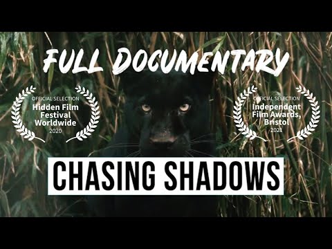 Chasing Shadows: Britains Big Cat Mystery