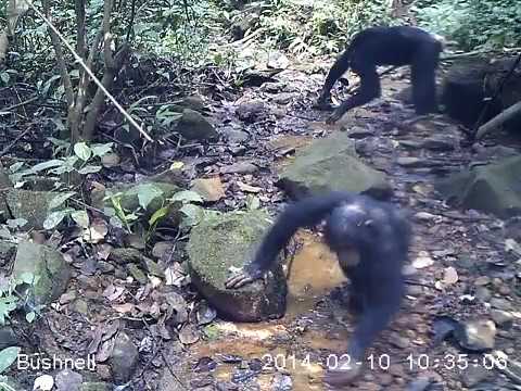 Chimpanzee Searching for Crabs