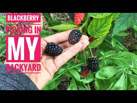 , title : 'BlackBerry , Black-raspberry, Giant Bush Tomato & Zucchini Picking / That’s Ate Ems/ Buhay Amerika'