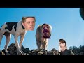 Homeward Bound The Incredible Journey Trailer But It S One Direction