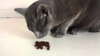 testy nowej karmy: Purizon | testing new dry food: Purizon