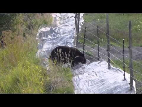 bear vs the electric fence.m2ts Video