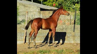 Video von Maverick Fly