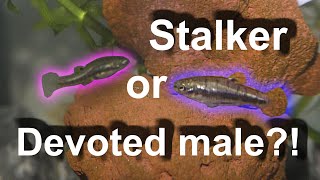 Stalker or Devoted male fish
