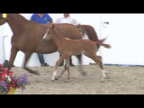 Baloubetta van de eijkhof Z (Baloubet du rouet - Taloubet Z)