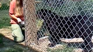 Panther pacing for food