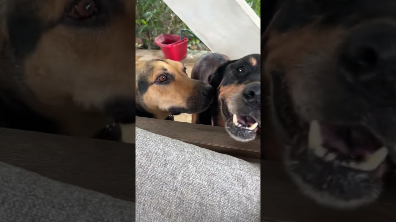 Enlarge Mo, a Adoptable mixed breed in Milwaukie, OR video 6/6